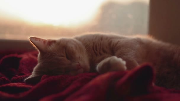 Gato durmiendo y despertar en la ventana con puesta de sol detrás — Vídeos de Stock