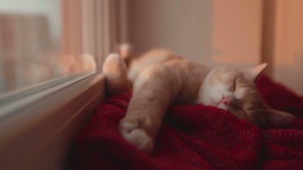 Cat sova och vakna upp vid fönstret med solnedgång bakom — Stockvideo