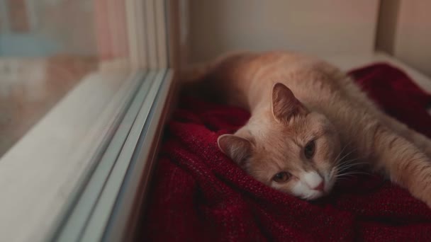 Gato durmiendo y despertar en la ventana con puesta de sol detrás — Vídeos de Stock