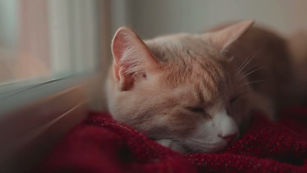 Gato durmiendo y despertar en la ventana con puesta de sol detrás — Vídeos de Stock