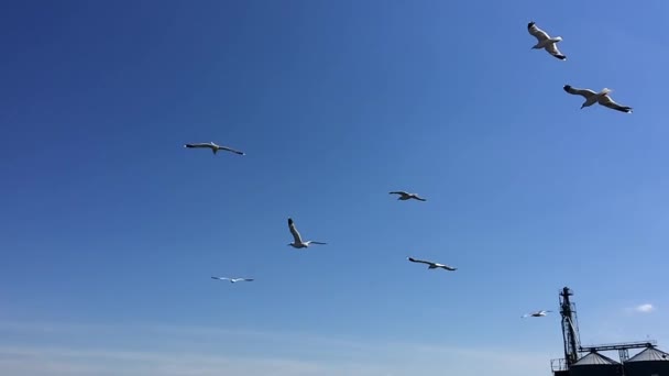 Enxame de gaivotas marinhas — Vídeo de Stock