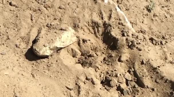 Small solitary wasp in the sand. — Stock Video