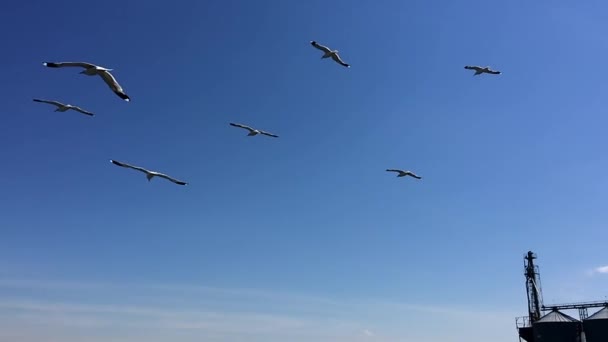 Enxame de gaivotas marinhas — Vídeo de Stock