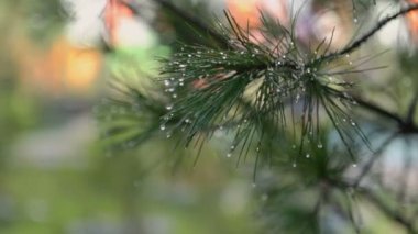 Islak Noel ağacı dalı