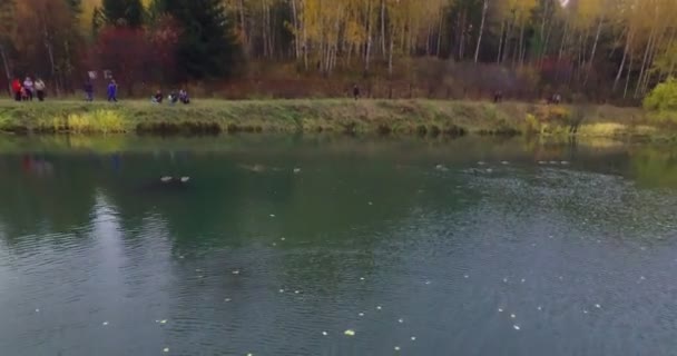 Flyin boven wilde eenden zwemmen op een meer — Stockvideo