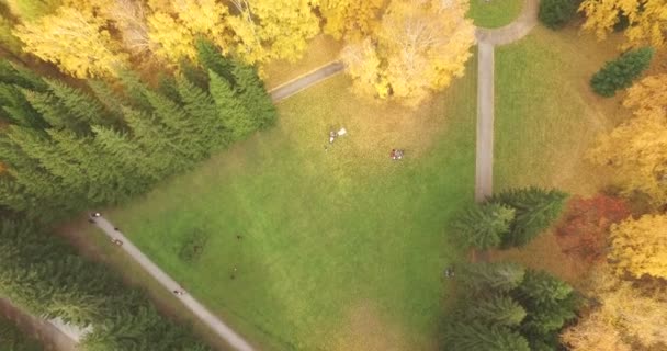 Színes őszi levelek a fák az erdő felett repülő — Stock videók