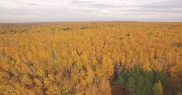 Flygande över färgglada höstlöv på ett träd i skogen — Stockvideo