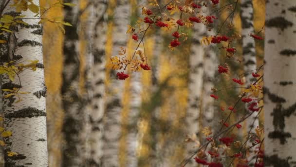 Otoño hojas de color oro con serbal — Vídeos de Stock