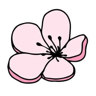 Beyaz arka planda izole edilmiş pembe manolya çiçeğinin el silueti. Vektör çizimi. Çiçekler bahar karalamaları, çizimler