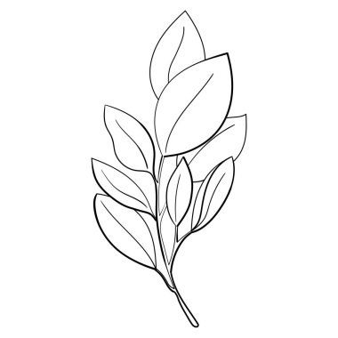 Çizgi vektörü botanik illüstrasyon ağacı dalı beyaz arkaplanda izole edilmiş yapraklarla. El çizimi bitkisel elementler. İlkbahar ve yaz renklendirme bitki vektörü çizgi sanatı veya ana hatlar tarzında. 