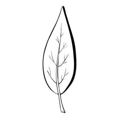 Elle çizilmiş yaprak siyahı. Beyaz arka planda izole edilmiş. Vektör botanik çizimi. El çizimi karalama çiçek elementleri. Bahar ve yaz çiçekleri ve bitki vektörleri sanat ya da taslak biçiminde. 