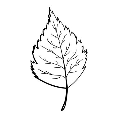 Elle çizilmiş yaprak siyahı. Beyaz arka planda izole edilmiş. Vektör botanik çizimi. El çizimi karalama çiçek elementleri. Bahar ve yaz çiçekleri ve bitki vektörleri sanat ya da taslak biçiminde. 