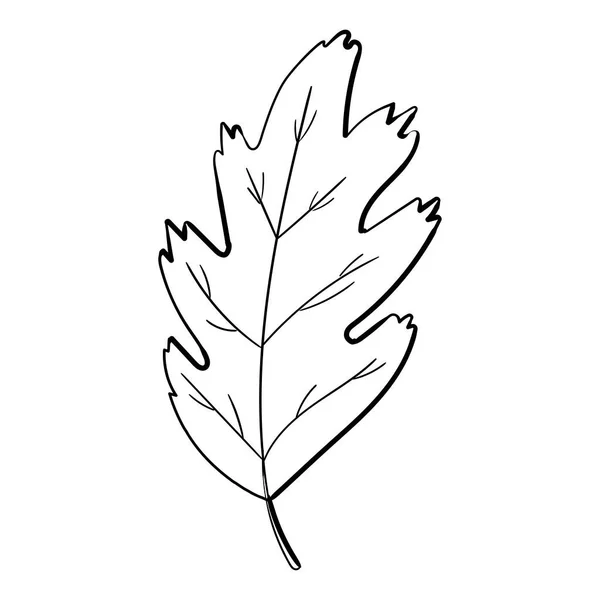 Hand drawn leaf black coloring. Isolated on white background. Vector botanical illustration. Hand-drawn doodle floral elements. Spring and summer flower and plant vector in line art or outline style. — Stock Vector