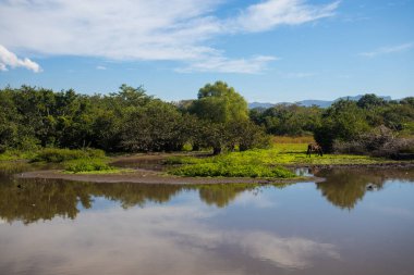 Lo de Marcos, Nayarit, Meksika 'da Pasifik Okyanusu kıyısındaki bir gölde bir at besleniyor.