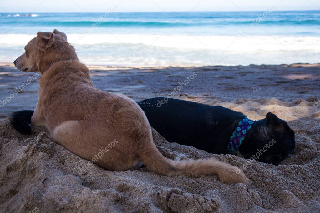 Two dogs relaxing in the shade on the beach in Mexico