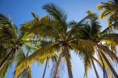 Riviera Nayarit, Meksika 'daki Pasifik Okyanusu kıyısındaki hindistan cevizi palmiyelerine bakıyorum.