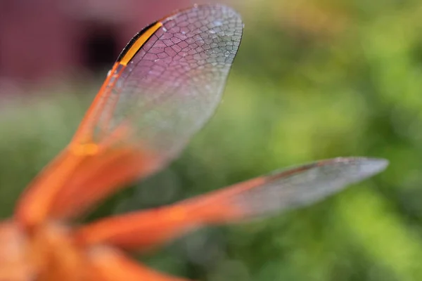 Macro Gros Plan Une Aile Libellule Orange Avec Des Détails — Photo