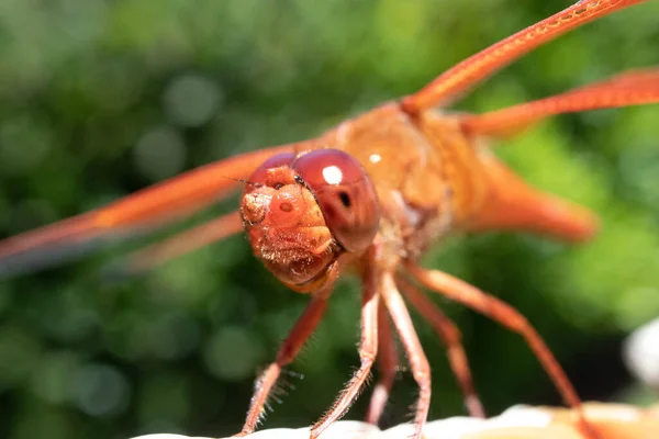 Macro Close Uma Libélula Laranja Olhando Para Você Com Detalhes — Fotografia de Stock