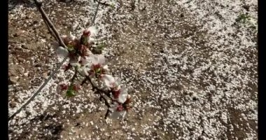 Badem çiçekleriyle dolu bir Badem Bahçesi 'nde bir bahar günü California' da yürüyüş..