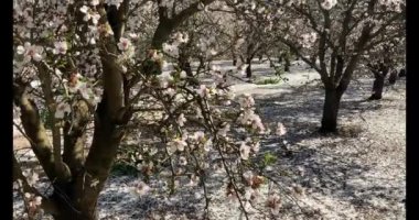 Badem çiçekleriyle dolu bir Badem Bahçesi 'nde bir bahar günü California' da yürüyüş..