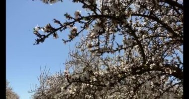 Badem çiçekleriyle dolu bir Badem Bahçesi 'nde bir bahar günü California' da yürüyüş..