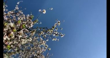 Badem çiçekleriyle dolu bir Badem Bahçesi 'nde bir bahar günü California' da yürüyüş..