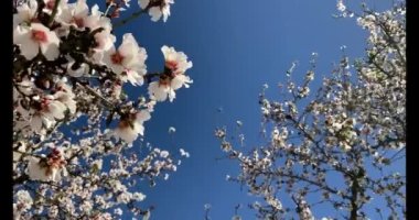 Badem çiçekleriyle dolu bir Badem Bahçesi 'nde bir bahar günü California' da yürüyüş..