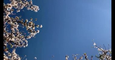 Badem çiçekleriyle dolu bir Badem Bahçesi 'nde bir bahar günü California' da yürüyüş..