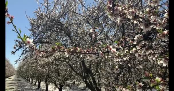 Paseo Por Huerto Almendros Lleno Flores Almendras Día Primavera California — Vídeos de Stock