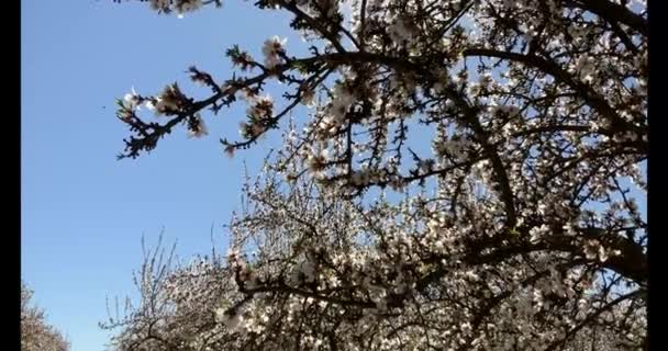 Paseo Por Huerto Almendros Lleno Flores Almendras Día Primavera California — Vídeos de Stock