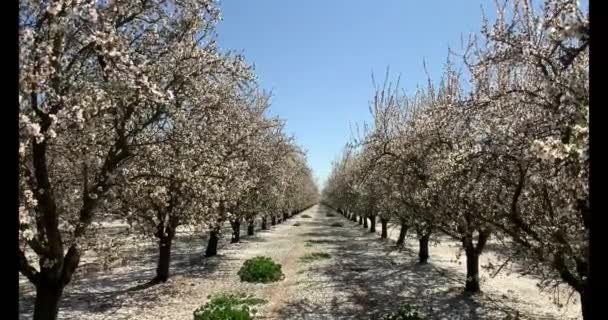 カリフォルニアの春の日にアーモンドの花でいっぱいのアーモンドの果樹園を歩く — ストック動画