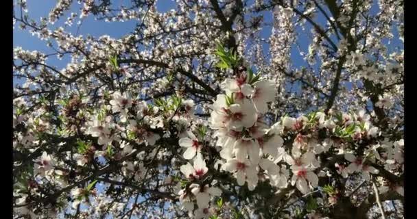 Paseo Por Huerto Almendros Lleno Flores Almendras Día Primavera California — Vídeos de Stock