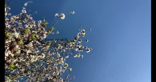 Paseo Por Huerto Almendros Lleno Flores Almendras Día Primavera California — Vídeos de Stock