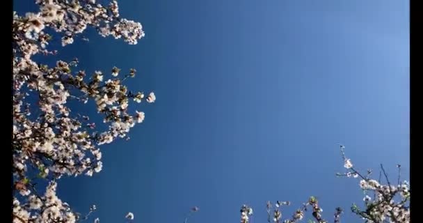 Ένας Περίπατος Μέσα Από Έναν Αμυγδαλόκηπο Γεμάτο Άνθη Αμυγδάλου Μια — Αρχείο Βίντεο