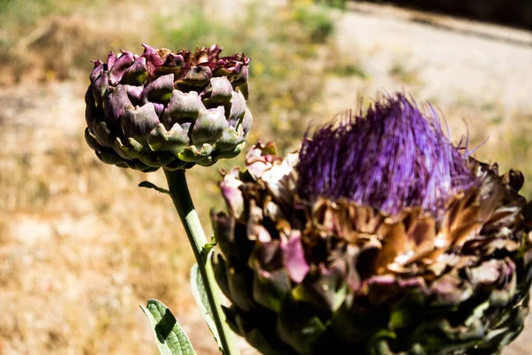 Fiore Carciofo Viola Fioritura Giardino Della California — Foto Stock