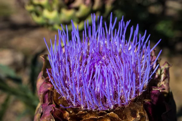 Purple Artichoke Bloeiende Bloem Een Californische Tuin — Stockfoto