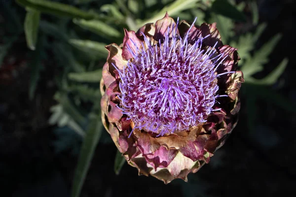 Sopra Testa Fiore Carciofo Viola Che Fiorisce Giardino Della California — Foto Stock