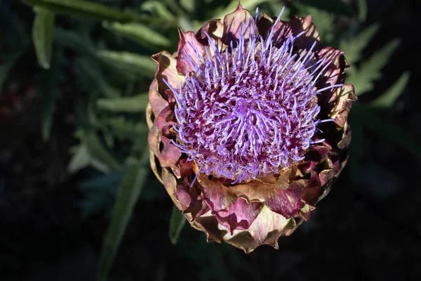 Sopra Testa Fiore Carciofo Viola Che Fiorisce Giardino Della California — Foto Stock