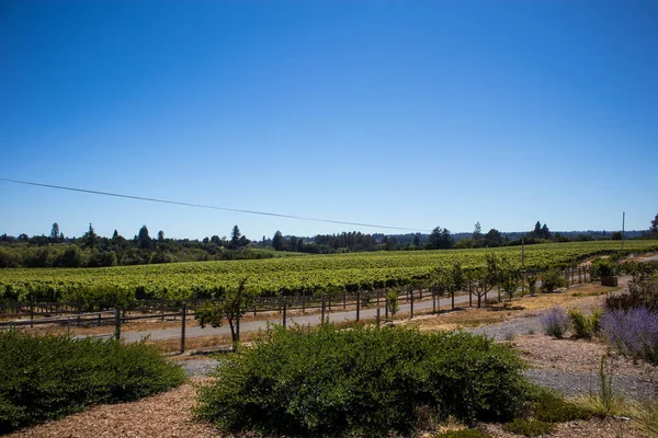 Cena Vineyard Sonoma Coast State Park Califórnia Eua — Fotografia de Stock