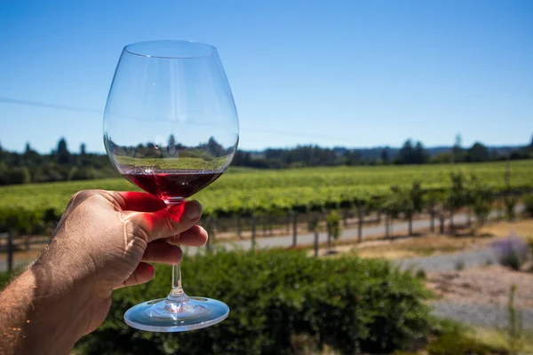 Sonoma County, Kaliforniya 'da bir üzüm bağında el şarabının tadına bakmak için bir bardak kırmızı şarap.