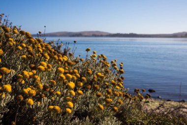 Bodega Körfezi manzaralı çekimi, Sonoma Coast State Park, Kaliforniya, ABD