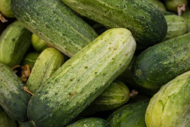 Çiftçi pazarında salatalık satarken tam kare.