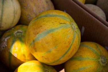 Çiftçilerin pazarında karpuz satışı.