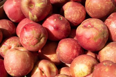 Çiftçi pazarında tam kare elma satışı