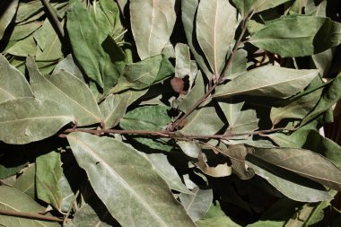 Taze, Organik Laurel Yaprakları (Bay Leaf) Kaliforniya 'da bir çiftçi pazarında satılmaktadır.