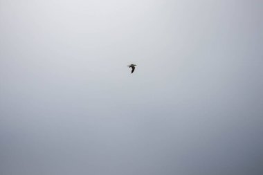 Pasifik Okyanusu üzerinde uçan bir martı kuşu.