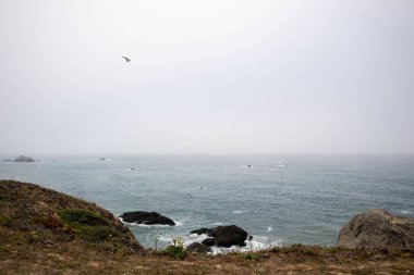 Pasifik Okyanusu üzerinde uçan bir martı kuşu.