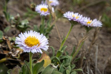 Sahilde çiçek açan çiçeklerin yakın plan çekimi, Sonoma Sahili, CA, ABD