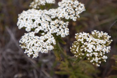 Sahilde çiçek açan çiçeklerin yakın plan çekimi, Sonoma Sahili, CA, ABD