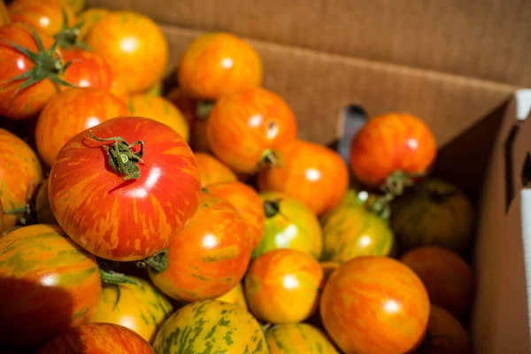 Box Ripe Heirloom Tomatoes Stripes Farmer Market California — стокове фото